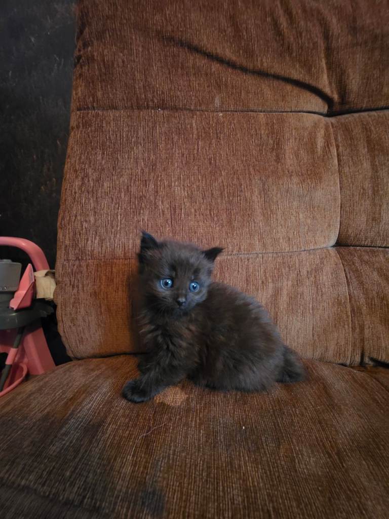 Kittens