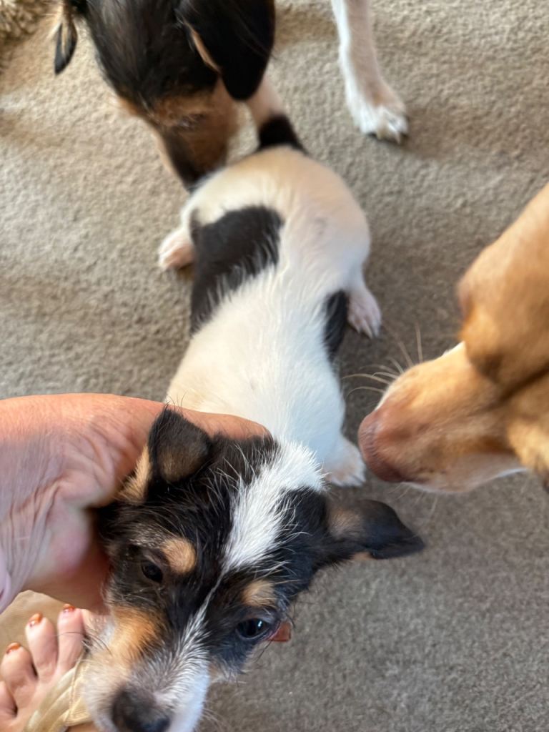 Jack Russell