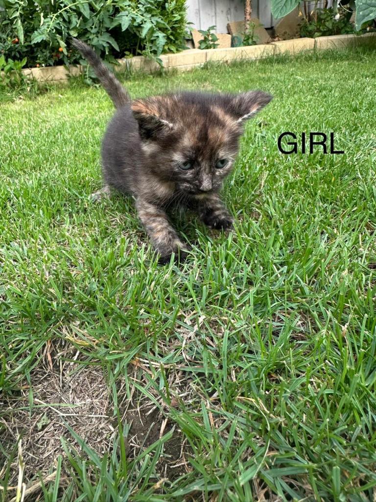 Adorable kitten for sale