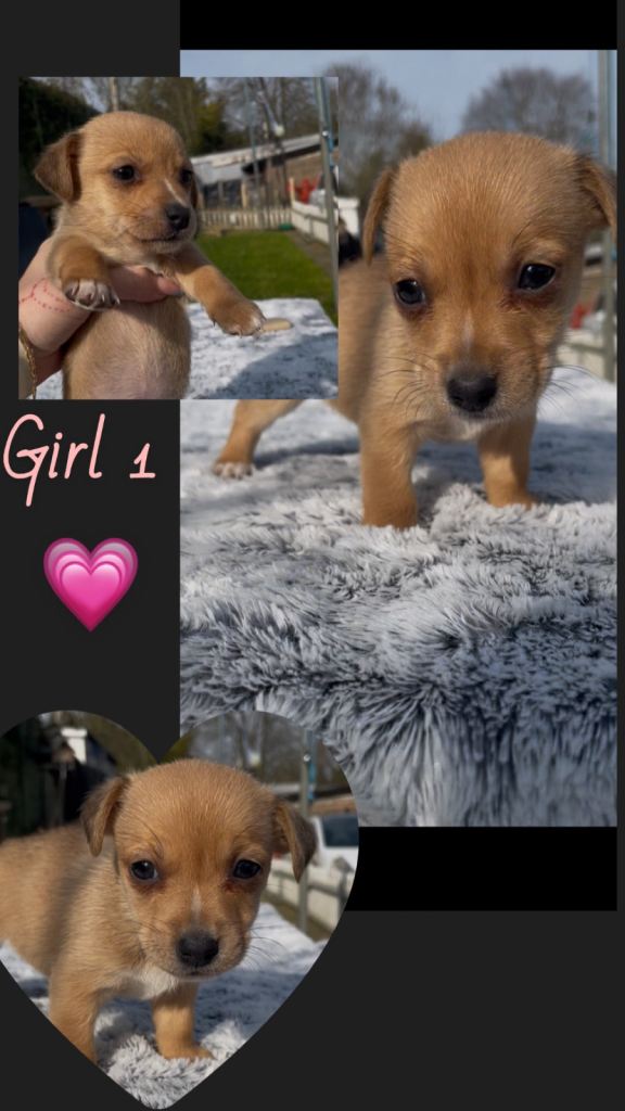 6 Chihuahua X jack russell puppies 
