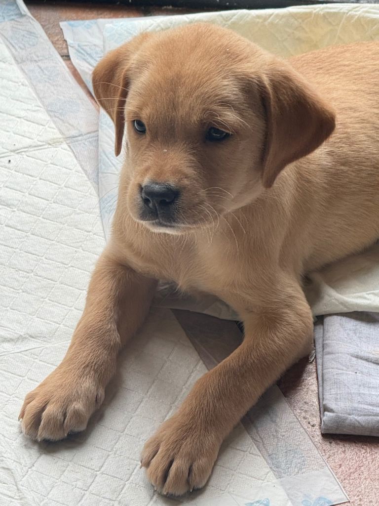 Labrador puppies one boy left