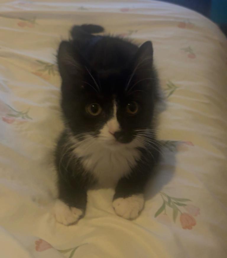 15 week old female kitten • collection only