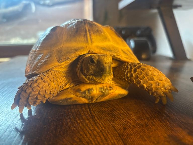 Horsefeild/russian Tortoise pet