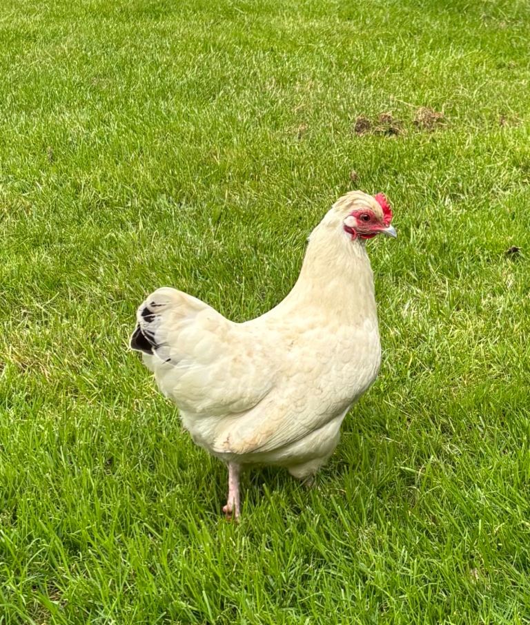 Hens