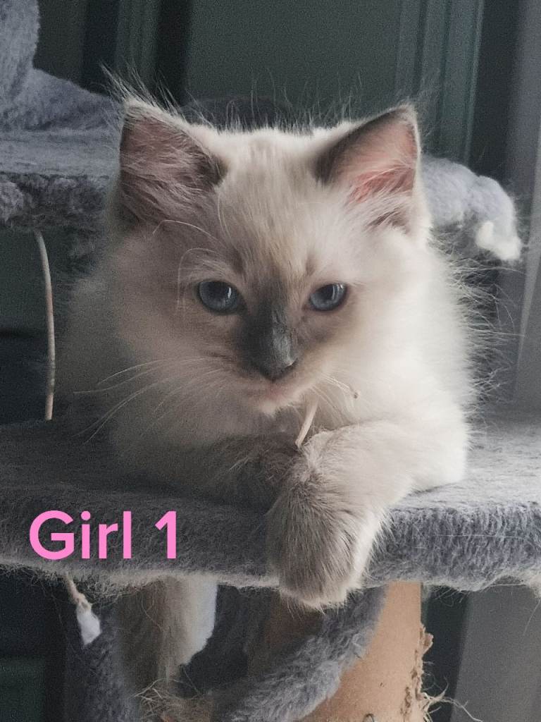 3 Ragdoll Kittens