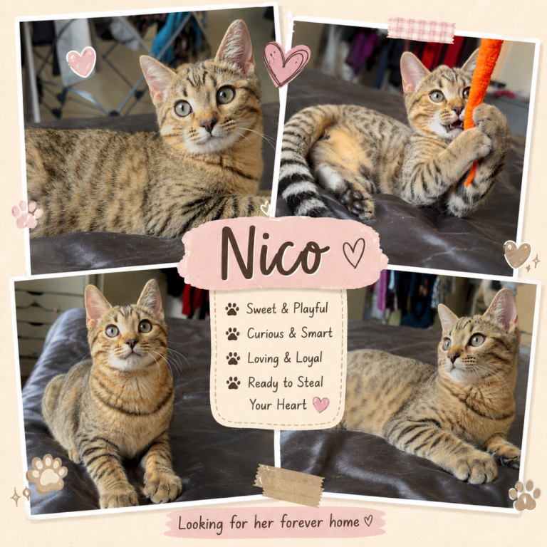Heavily discounted,Female Scottish Bengal hybrid