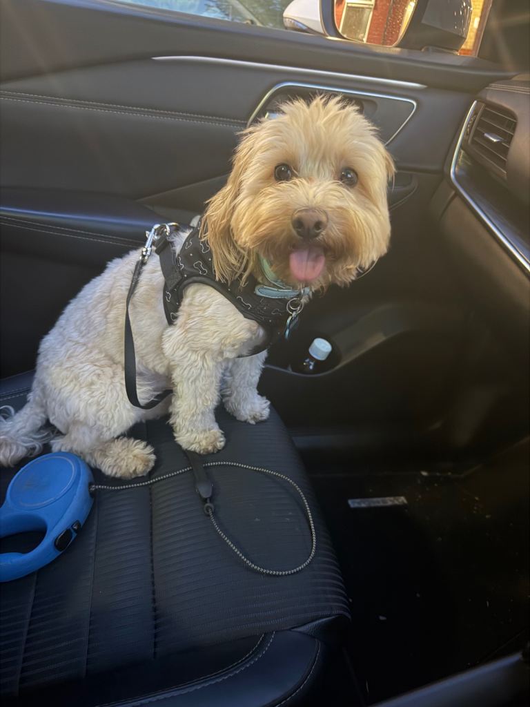 🐾 Milo – 2 year Old Cockapoo Looking for His Forever Home ❤️