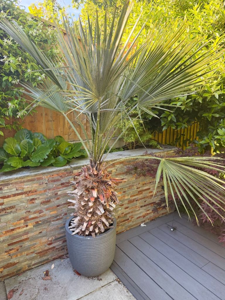 Large Outdoor Palm Plant in Grey Pot – Good Condition