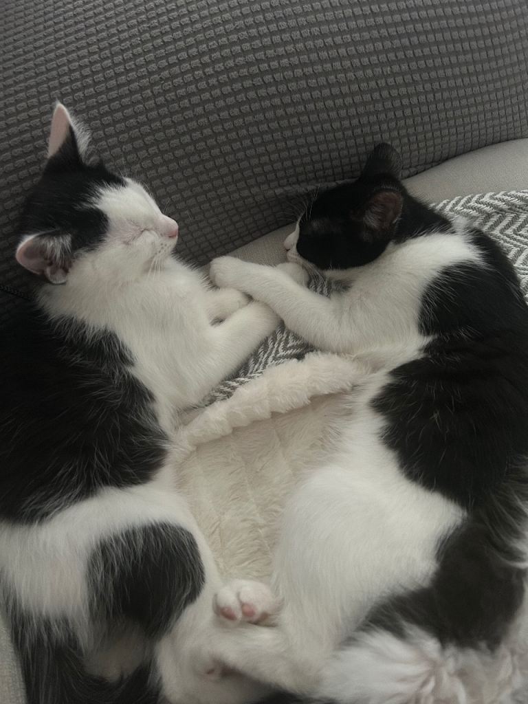 kittens