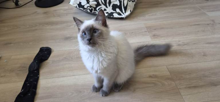 Ragdoll female 20 week old kitten 