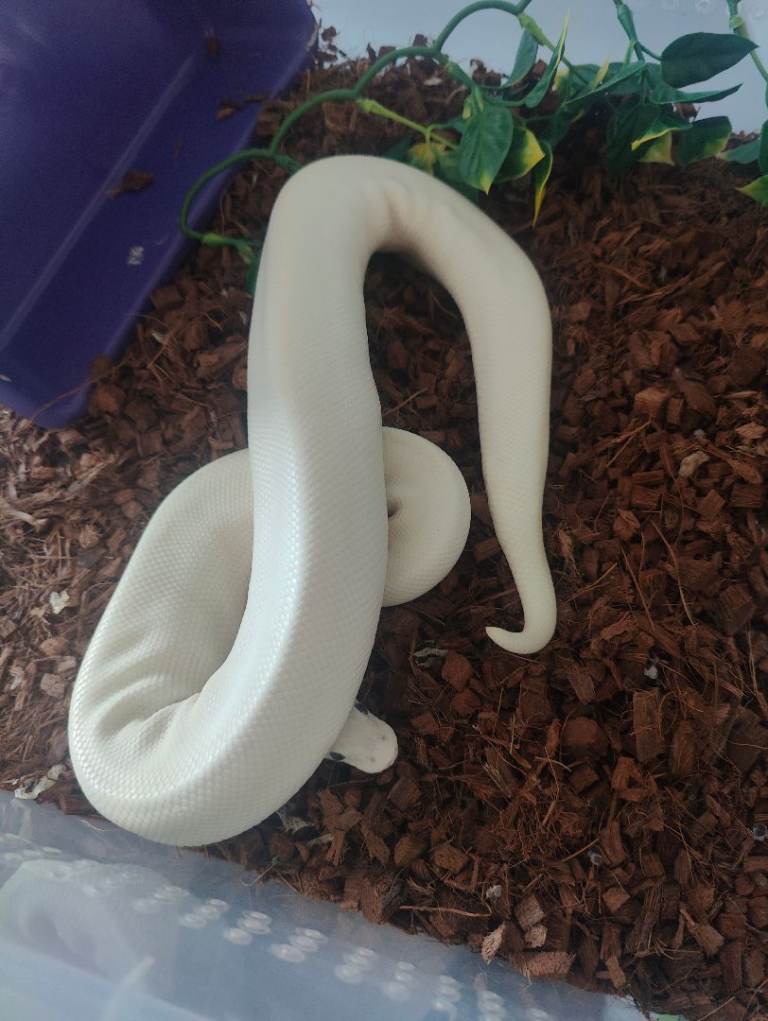 Royal python collection for sale 