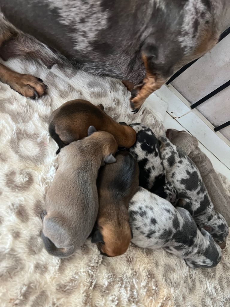 Beautiful kc registered miniature dachshund 🐾