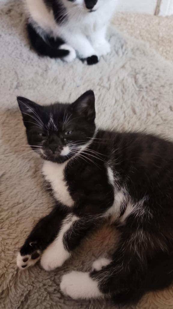 2 kittens for sale