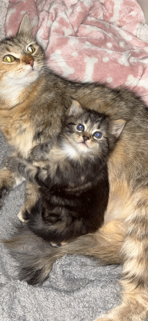 Beautiful Medium long hair Kitten