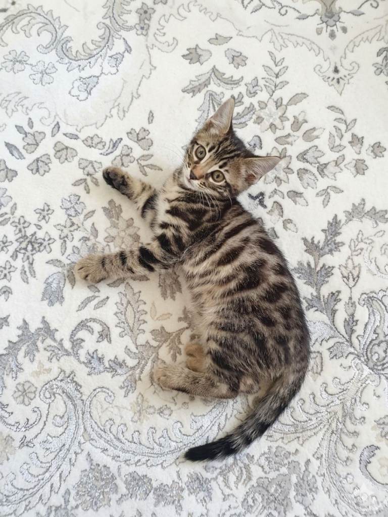 Mixed bengal kitten