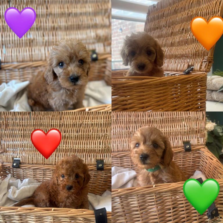Cockapoo puppies 