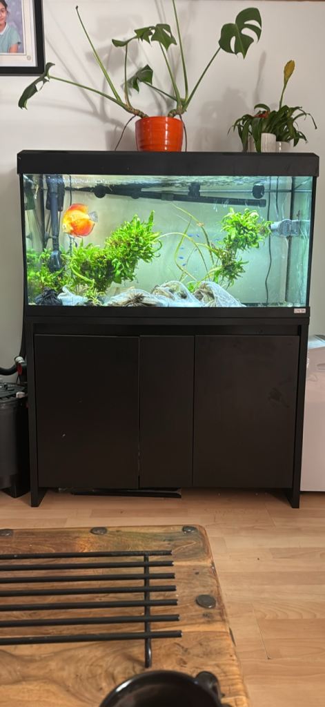 Fluval Roma 200L with original cabinet and Roma plants light - fluval fx6 with mature media 
