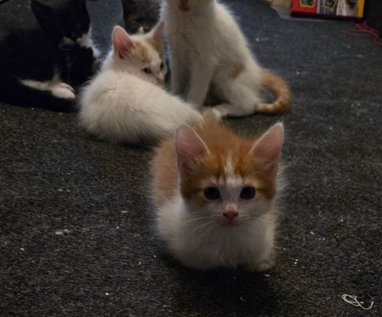 Kittens for sale ready now