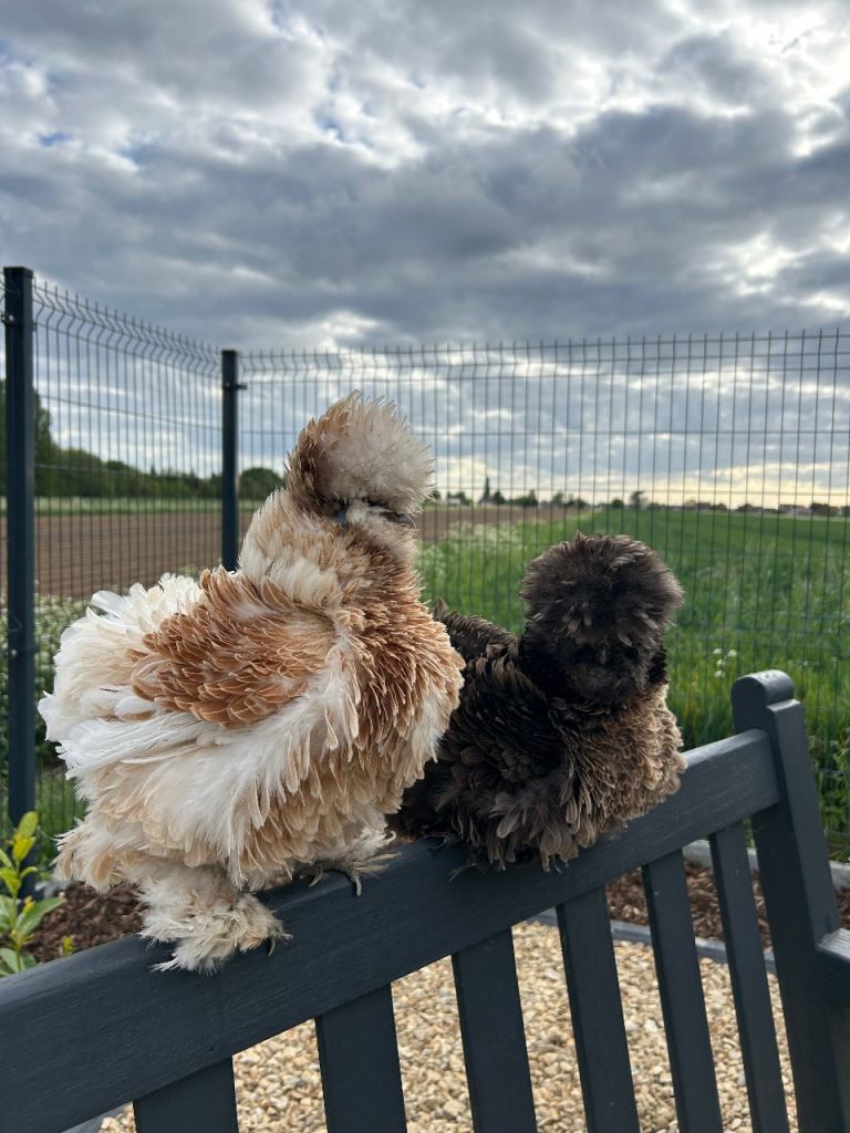 Mixed Colours Silkie USA Hatching Eggs 6x🥚🐣🥚🐣