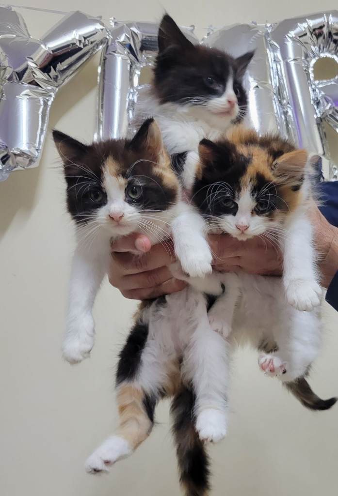 11 week old kitten /female 