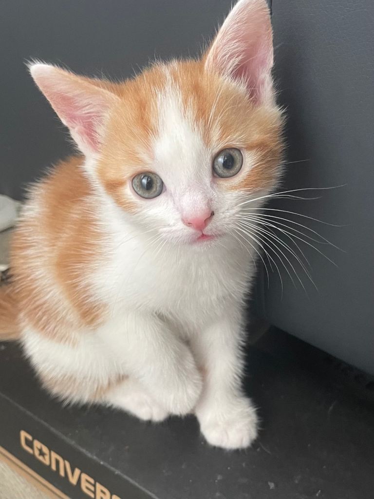 Kittens for sale