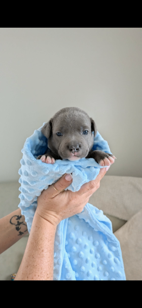 Staffordshire bull terrier puppy’s 