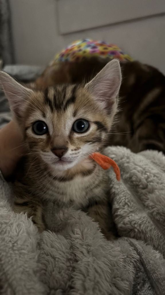  Bengal  kitten