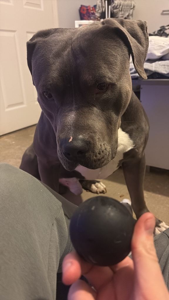 Male Cane Corso x Staffy - 13 months