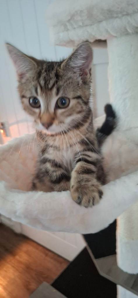 Mixed cats for rehoming 