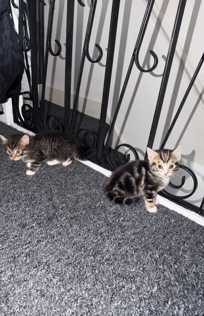 Adorable tabby kittens looking for loving forever homes 🐾