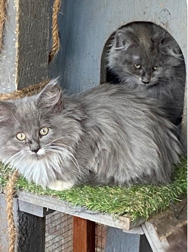 I have two year old Maine Coon Girl desperate to rehome.