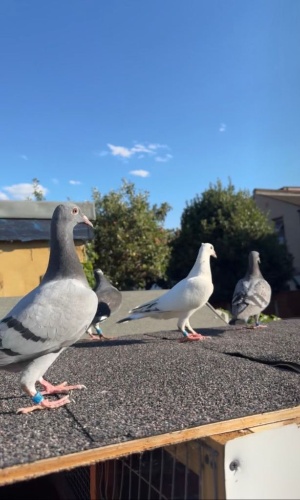 Racing pigeons 