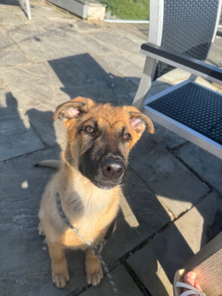6 month Belgium Mali x Rottweiler
