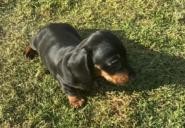 Miniature dachshund pups. KC REG & COUNCIL LICENSED.