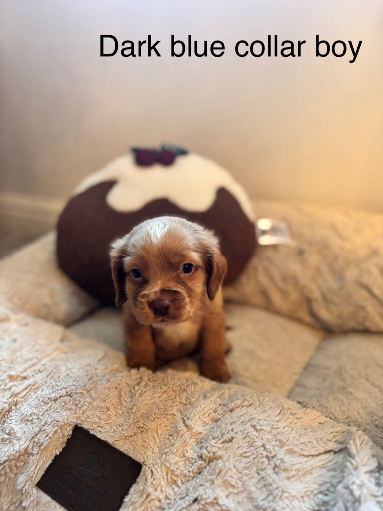🐾 Gorgeous F1b Sprocker Spaniel Puppies – 5 Males Ready on the 18th December 🐾