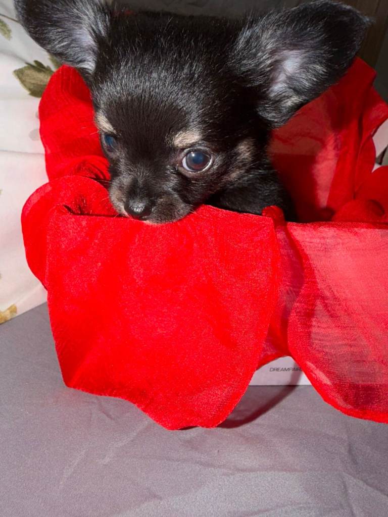 Chihuahua puppies 