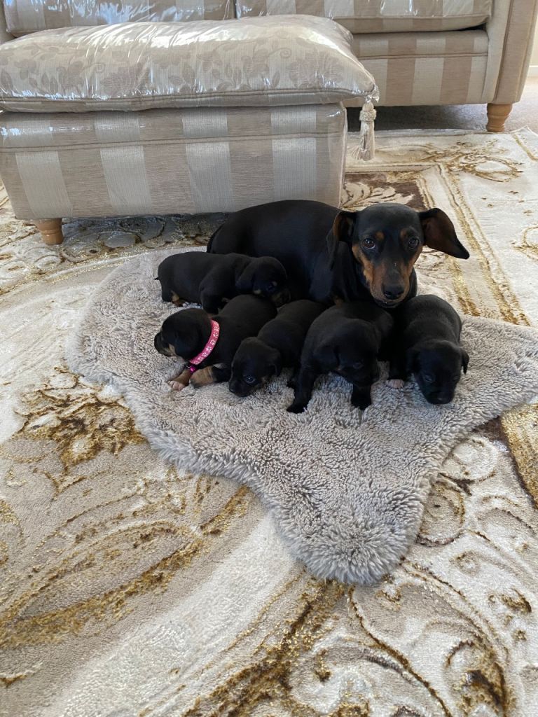 Dachshund  puppies