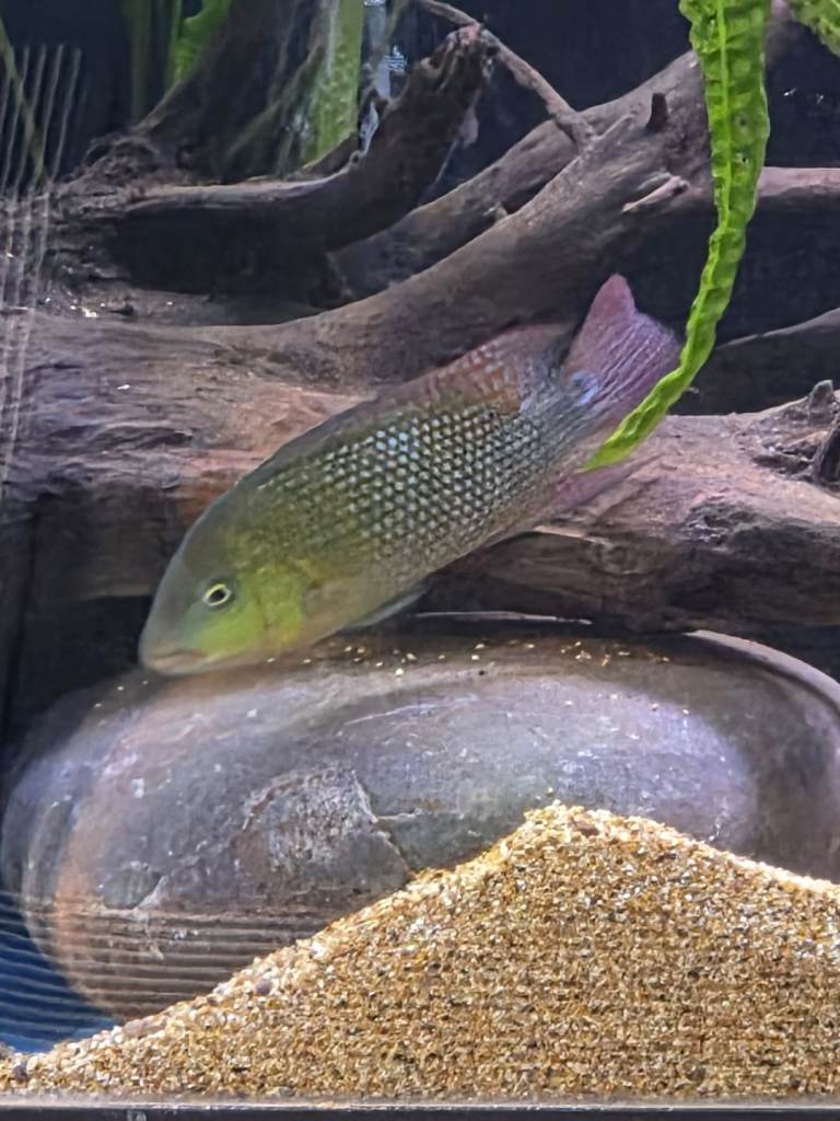 Various fish for sale 