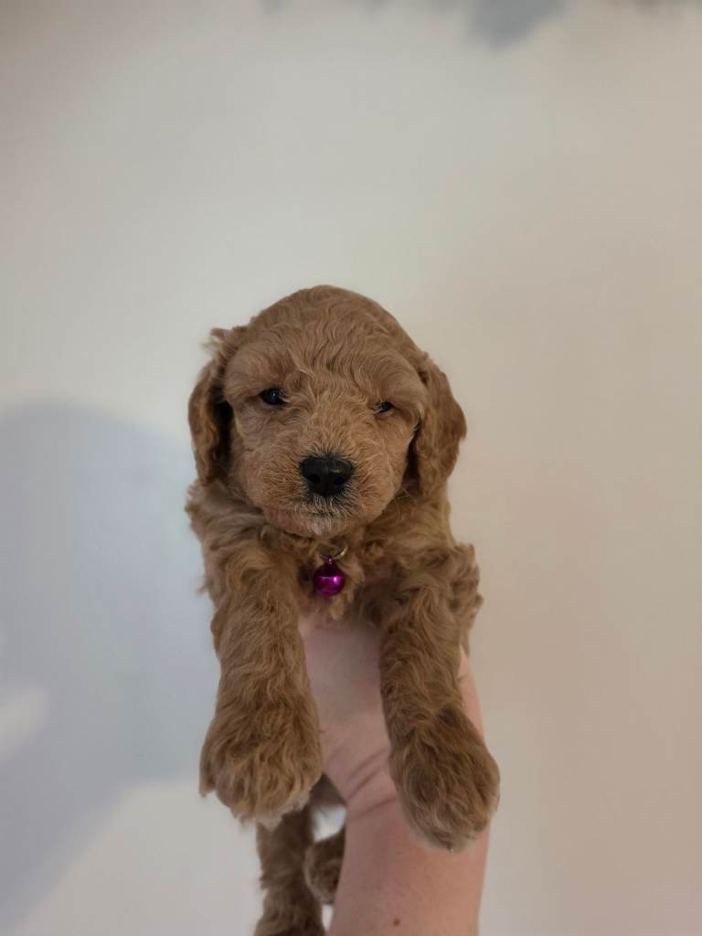 Last female from a litter of 7 F1B Cavapoo puppies