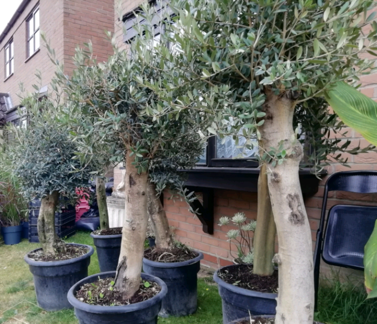 OLIVE TREES For SALE