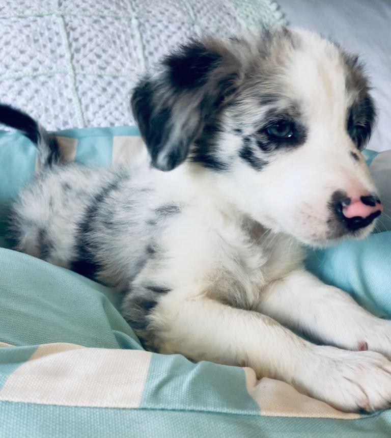 Border Collie puppies for sale 