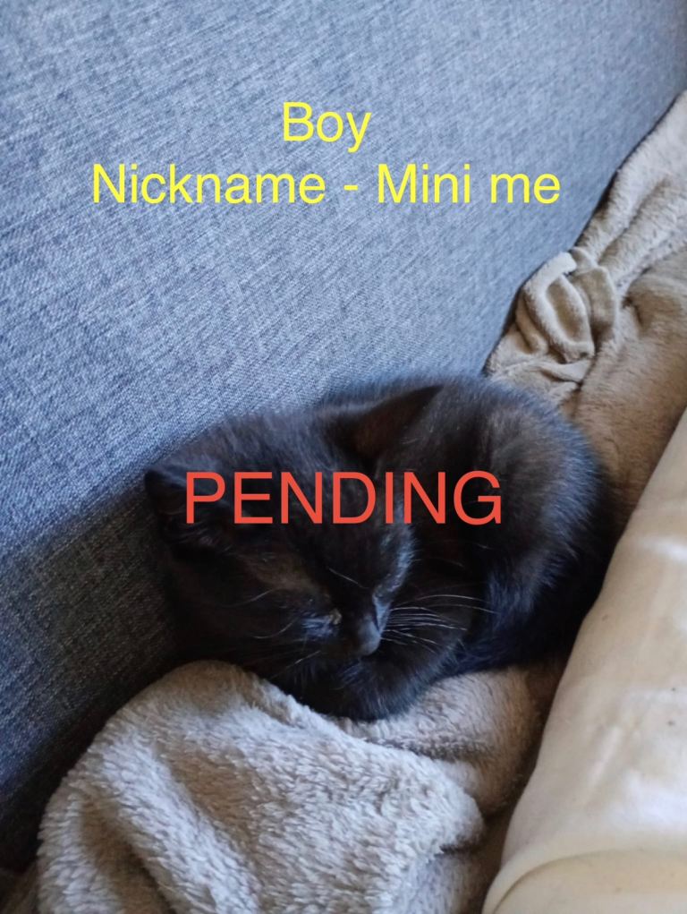 Beautiful Kitten For Sale £25