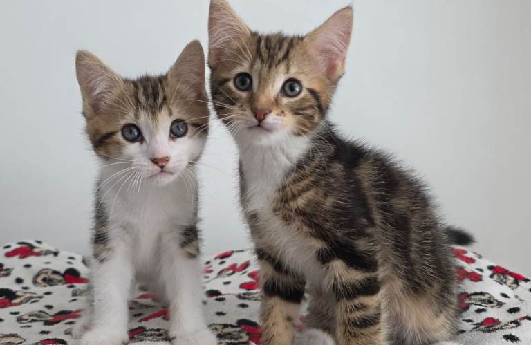  8 weeks old  Kittens ready to go 