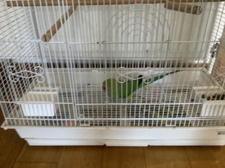 image for I have a Indian ring, Nick for sale 