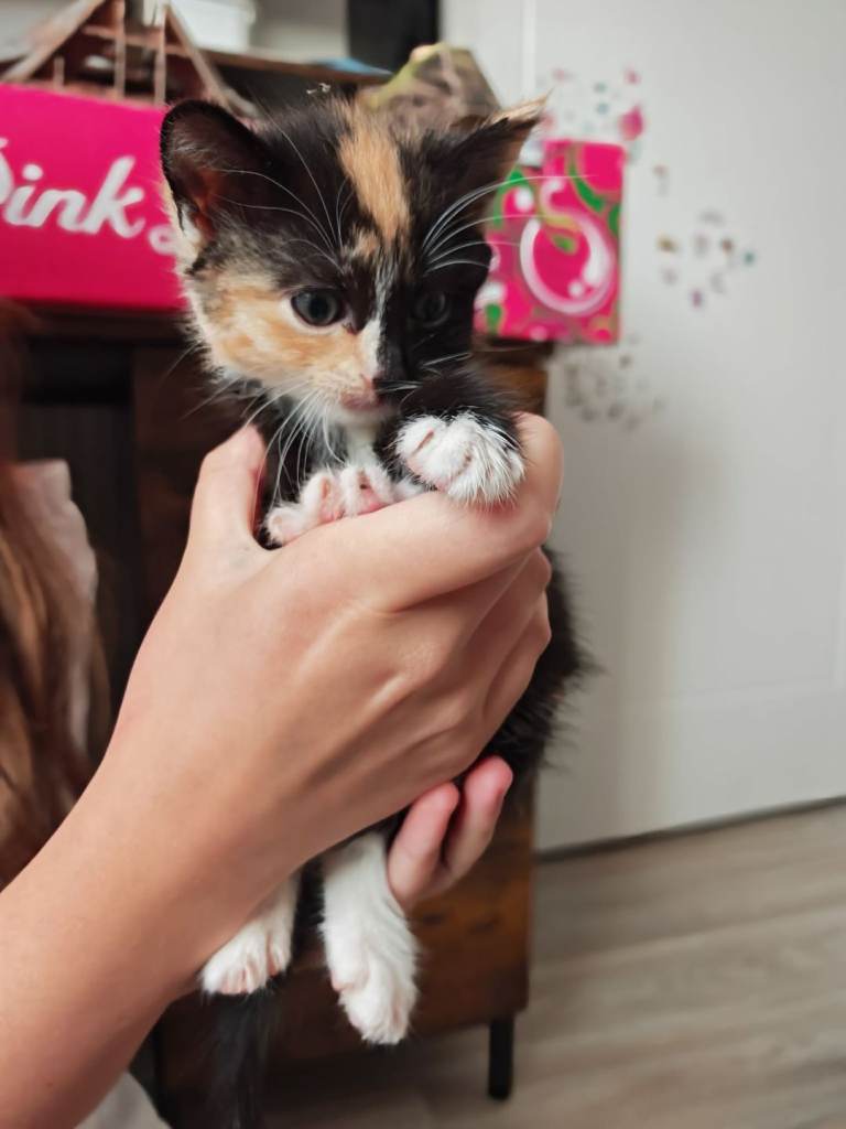 Lovely Calico girl