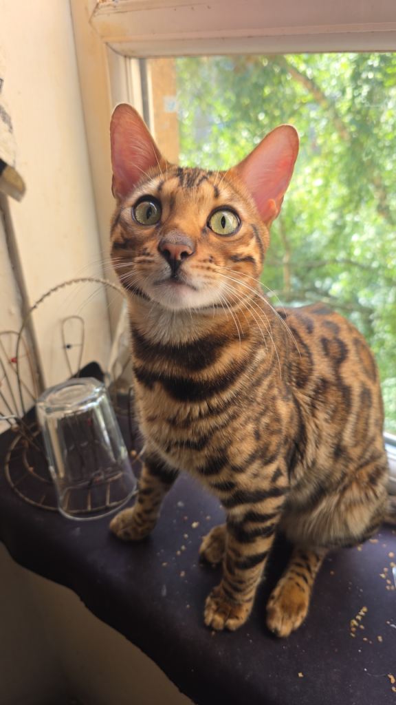 Bengal kitten 10 months old