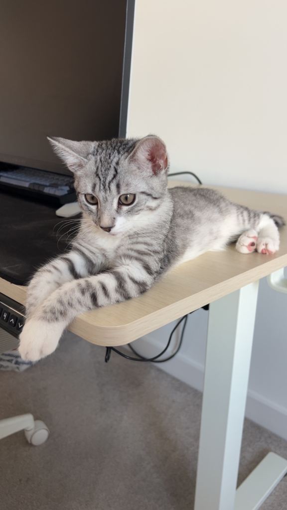 BEAUTIFUL SILVER BOY KITTEN