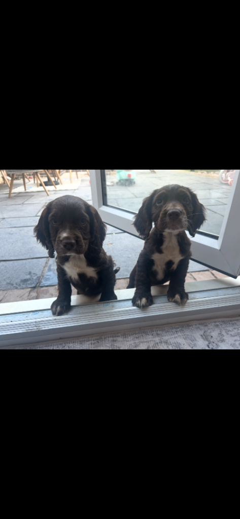  Cocker spaniel ready to leave 