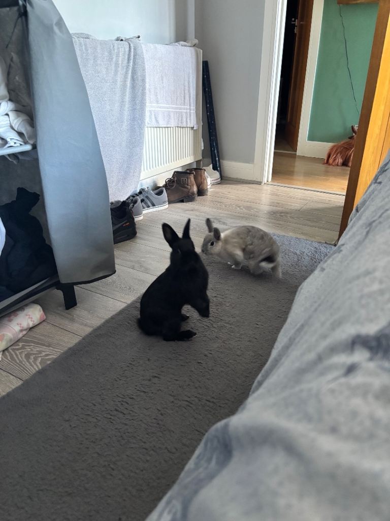  dwarf rabbit