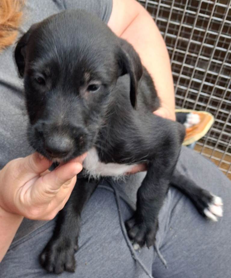 Beautiful well bred lurcher puppies